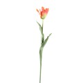 Tulipan pomarańczowy