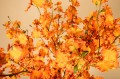 orchid dancing