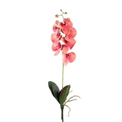 Kwiat orchidei Phalaenopsis PTMD