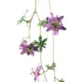 Passiflora PTMD