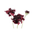 Scabiosa PTMD