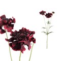 Scabiosa