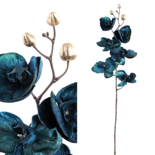 falenopsis