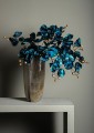 falenopsis