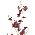 Orchidea PTMD