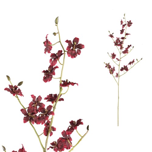 Orchidea