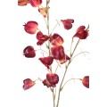 Magnolia PTMD