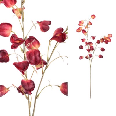 Kwiat bordowej Magnolii PTMD 