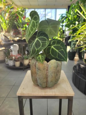 Anthurium Clarinervium, anturium