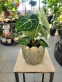 anthurium