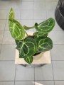 anthurium z góry
