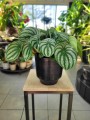 peperomia watermelon