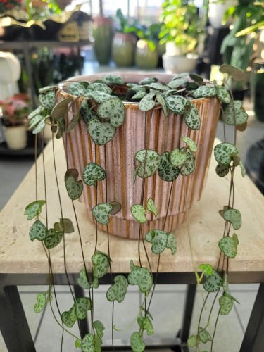 ceropegia woodi