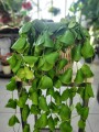 Dischidia Platyphylla