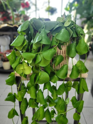 Dischidia Platyphylla