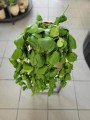 Dischidia z góry