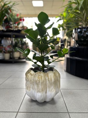 Clusia rosea, kluzja