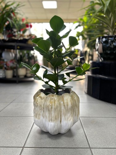 Clusia rosea Princess