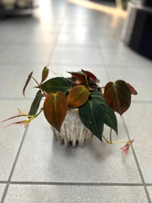 Philodendron scandens Micans, filodendron