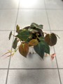 Philodendron Miscans pnącza