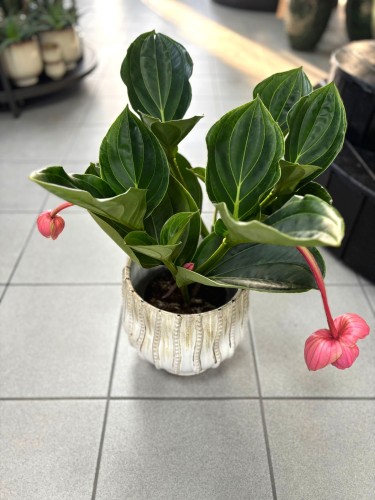Medinilla