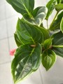 Medinilla liście