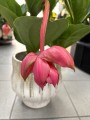 Medinilla kwiat