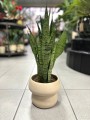 Sansevieria Zeylanica