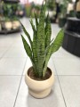 Sansevieria Zeylanica