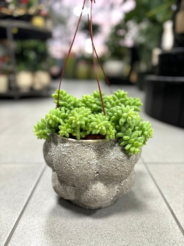 Sedum Buritto