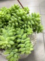 Sedum Rozchodnik