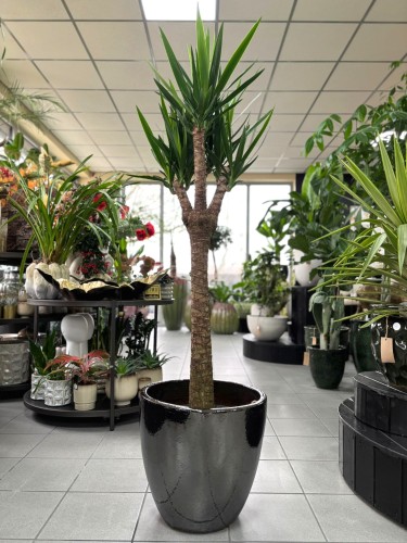 Yucca Branched