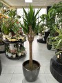 Yucca elephantipes Branched