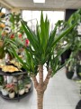 Yucca Branched korona