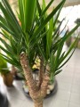 Yucca Branched liście