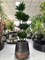 Dracena Compacta