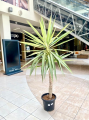 Yucca