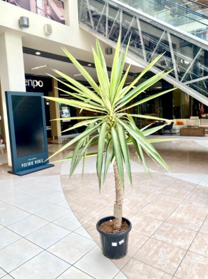 Yucca elephantipes Jewel, juka