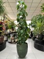 Philodendron scandens Column