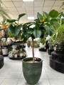 Ficus Robusta
