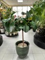 Ficus Robusta pień