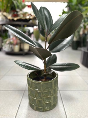 Ficus elastica Robusta, fikus
