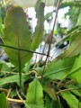 Lepismium houlletianum