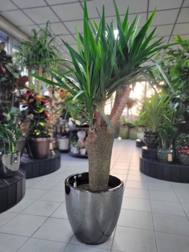 Yucca Elephantipes