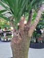 Yucca Elephantipes