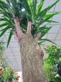 Yucca Elephantipes