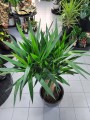 Yucca Elephantipes