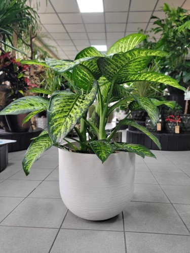 Dieffenbachia seguine Tropic Jewel