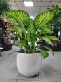 Dieffenbachia seguine Tropic Jewel