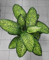 Dieffenbachia seguine Tropic Jewel